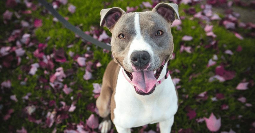 Grey and white Pitbull sitting on grass with red leaves