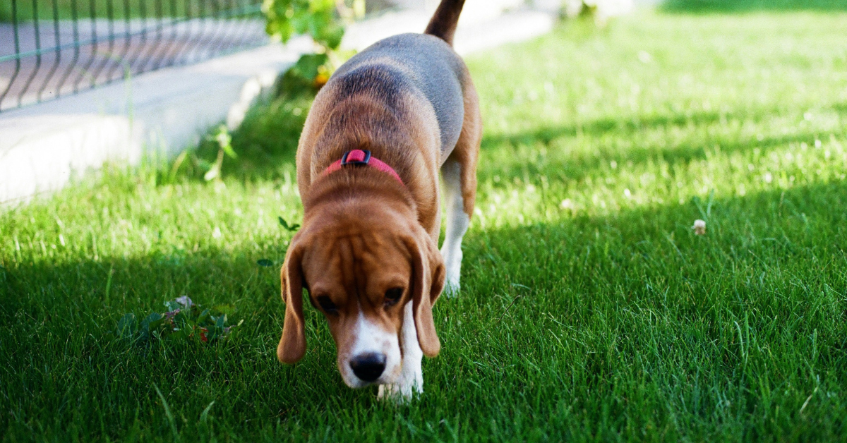 Beagle walking and smelling the grass