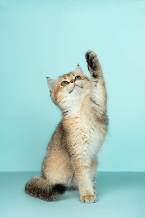 Kitten with right paw in the air