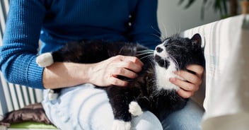 person with black and white cat on their lap while scratching the cat 