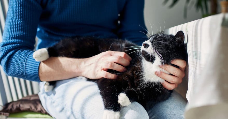person with black and white cat on their lap while scratching the cat