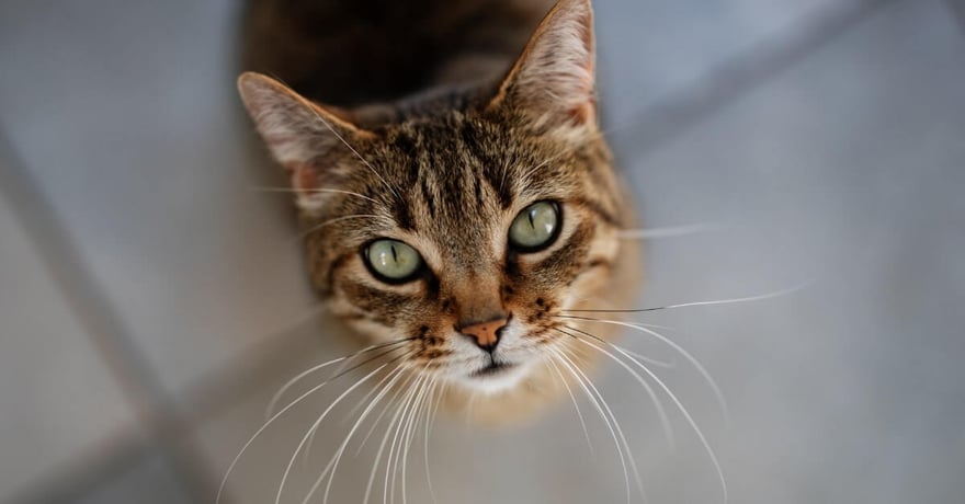 Mixed breed cat looking at owner for some eggs