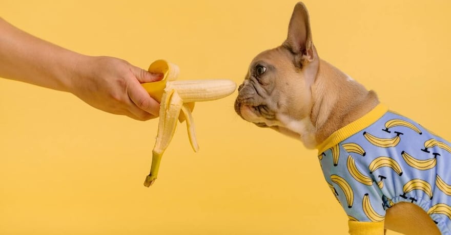 do banana peels make dogs sick