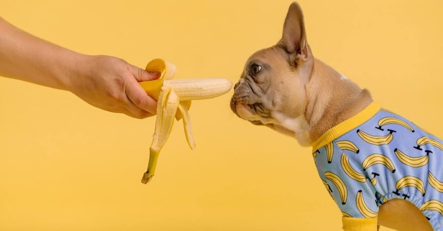 Human hand feeding a Frenchie dog a banana while wearing banana pajamas 