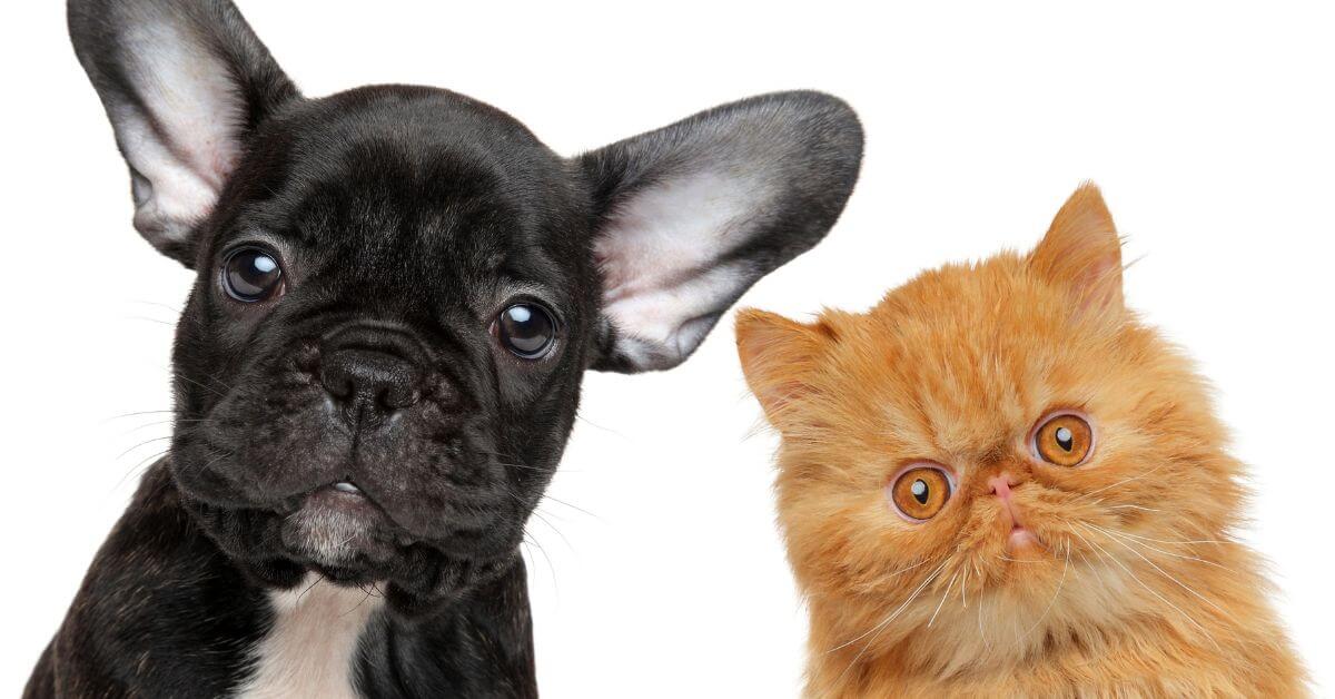 black dog and orange cat staring forward