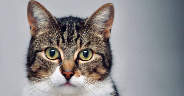 Domestic short-haired cat looking at camera