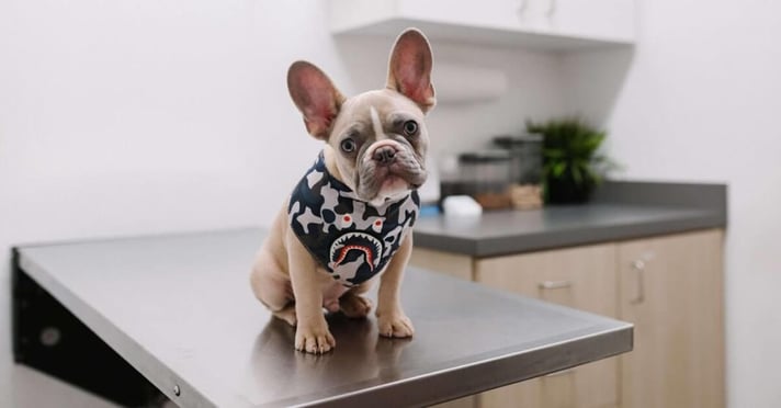 Dog on vet medical table ready for exam 