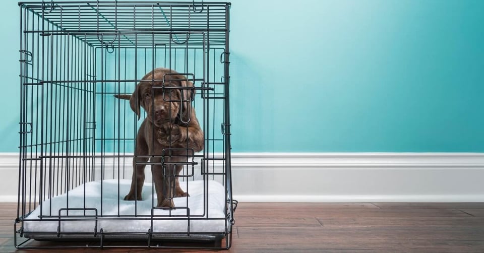 Chocolate Labrador puppy pawing at kennel while crate training 