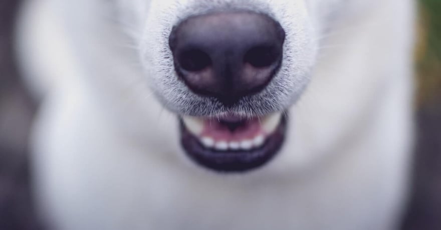 Husky puppy smiling with teeth with black nose 