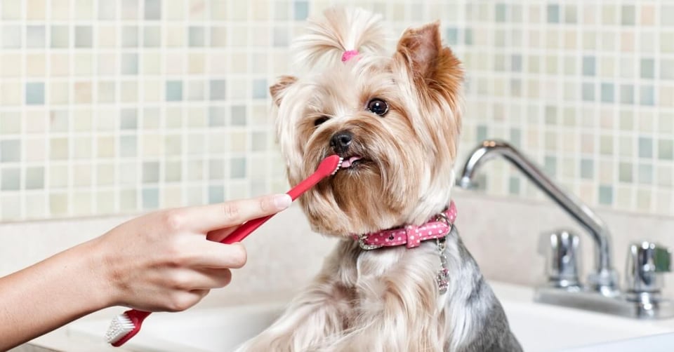 Yorkie puppy getting teeth brushed