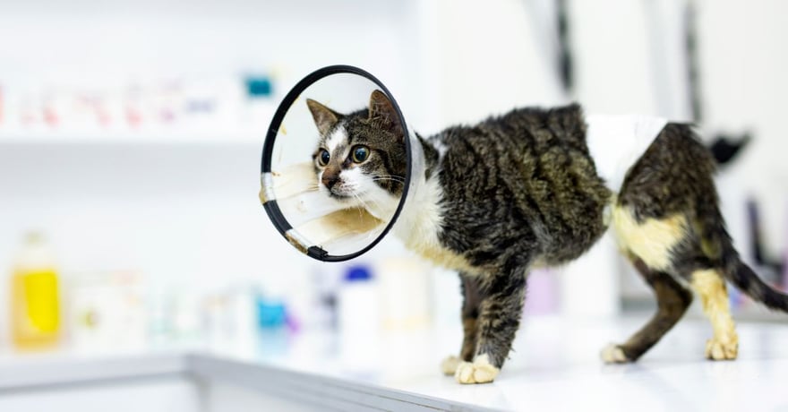 mixed breed cat with cone around head after surgery