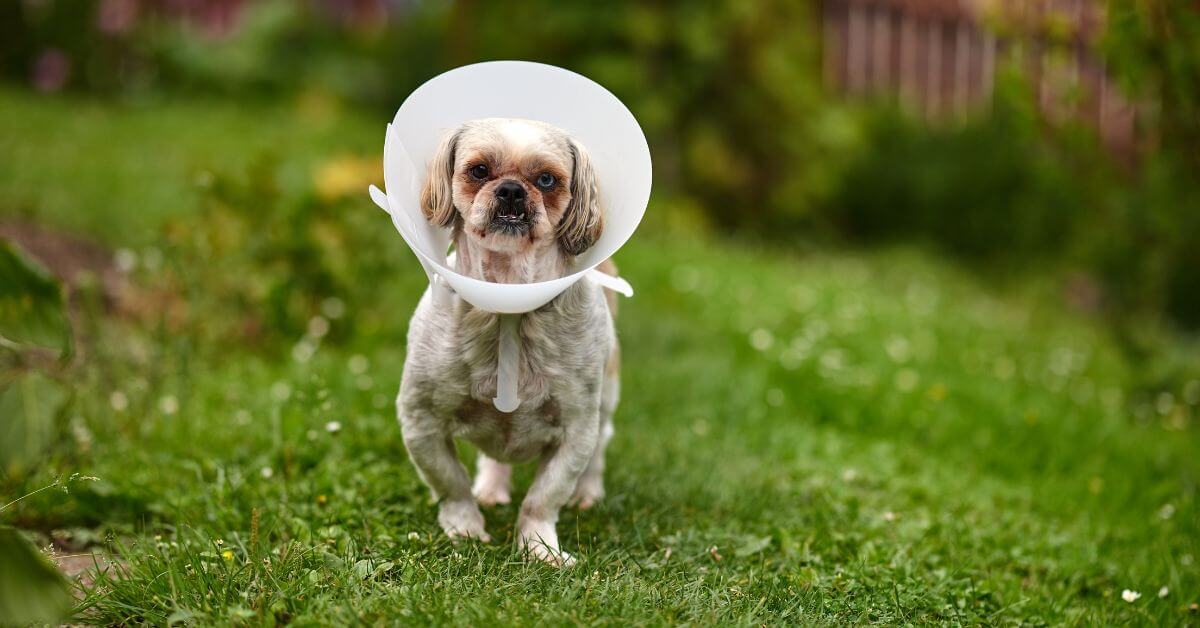 dog outside with cone around head after surgery