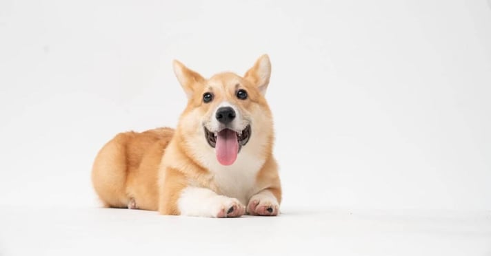 Cute corgi dog smiling on white background