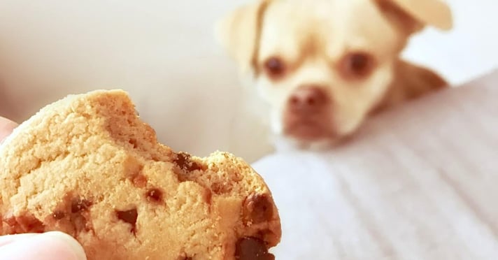 Dog looking at person holding a chocolate chip cookie