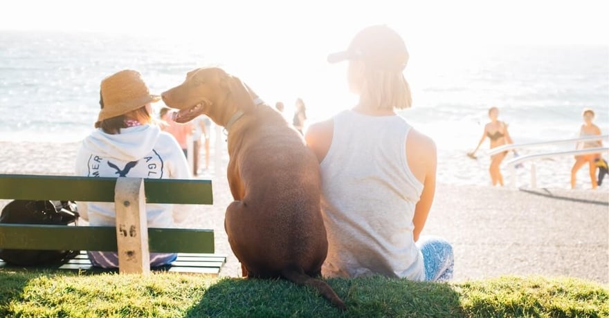 Dog looking hot at the beach with owner