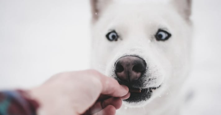 Handsome white dog being given a treat