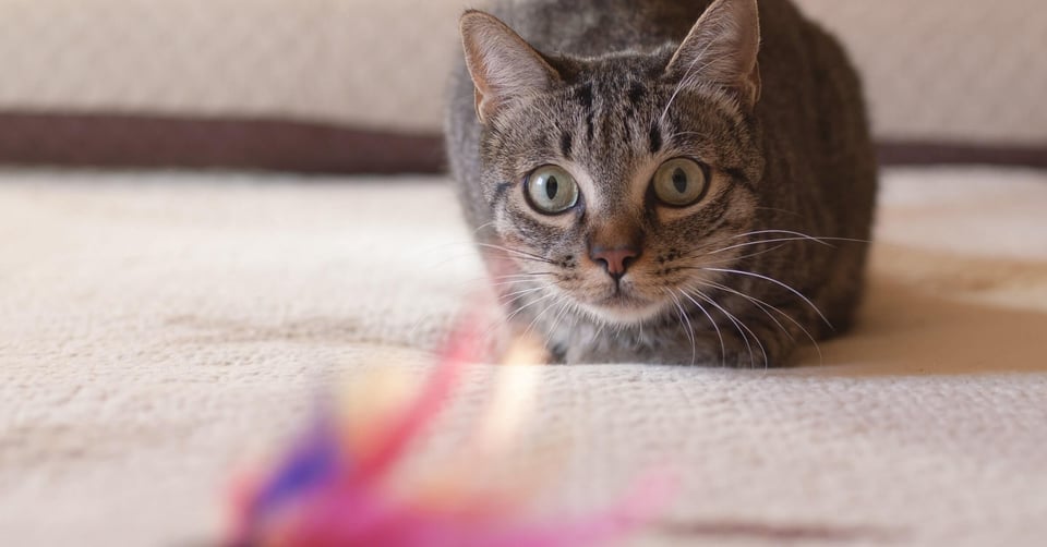 Cat eyeing and ready to pounce on feather wand DIY toy