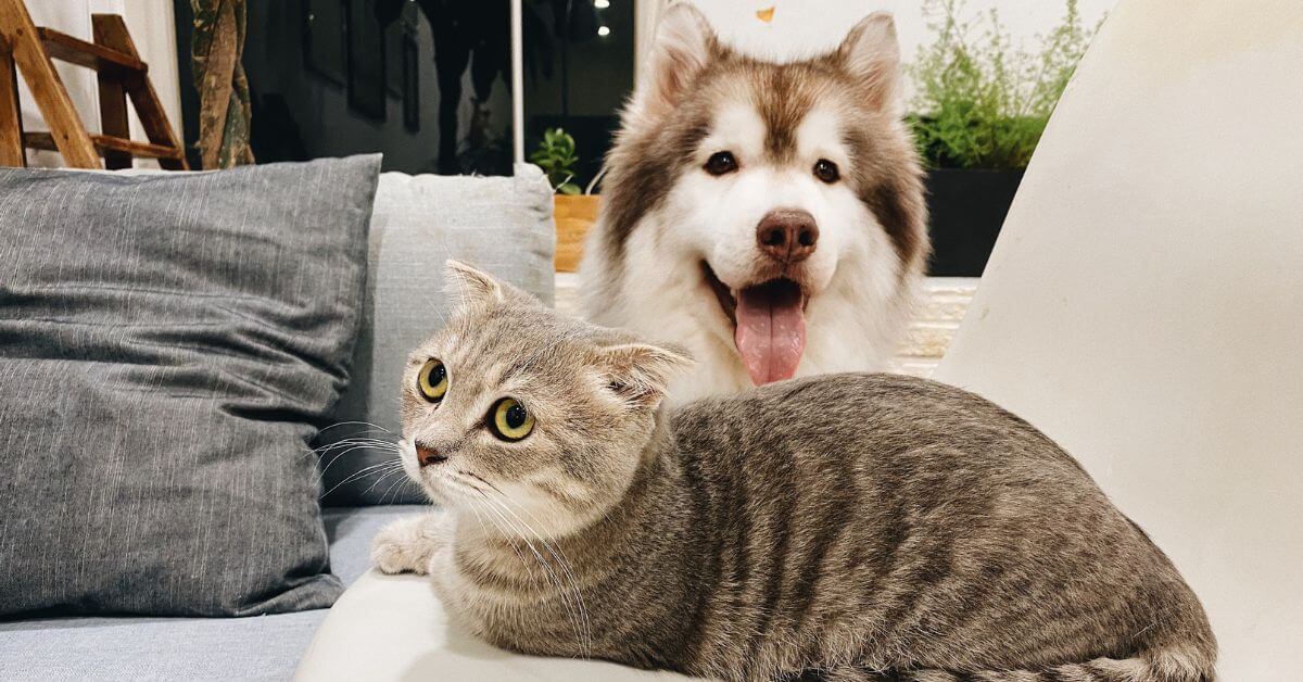 Grey tabby cat besides husky dog in living room