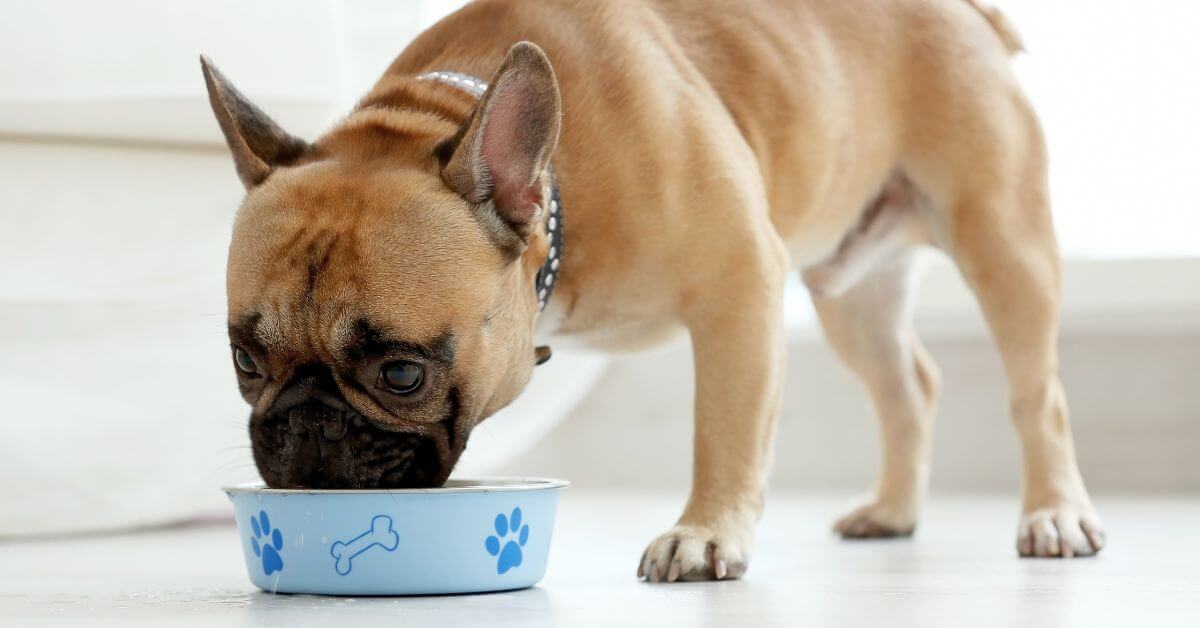 dog eating food from blue bowl