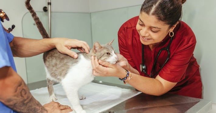 a cat being examined by a vet