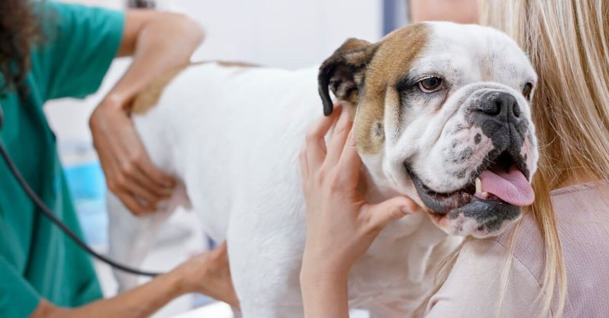 bulldog at animal hospital getting examined by vet to get diagnoses 