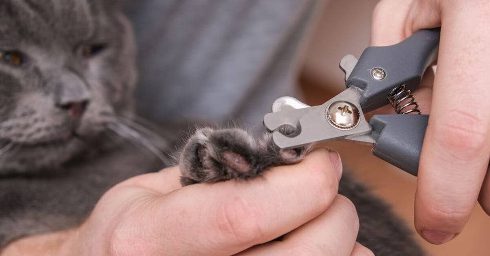 Person trimming grey cats claws