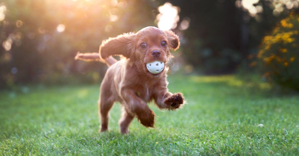 puppy running outside on grass with white ball in mouth