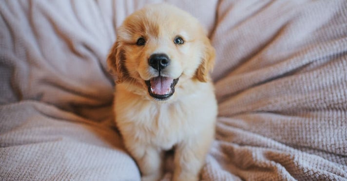 golden Labrador retriever puppy sitting in dog bed looking up