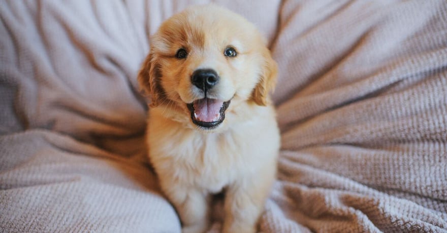 golden Labrador retriever puppy sitting in dog bed looking up