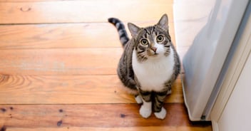 mixed breed indoor cat on hardwood floor looking up