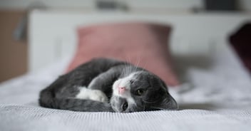 Kitten lying on bed looking cute