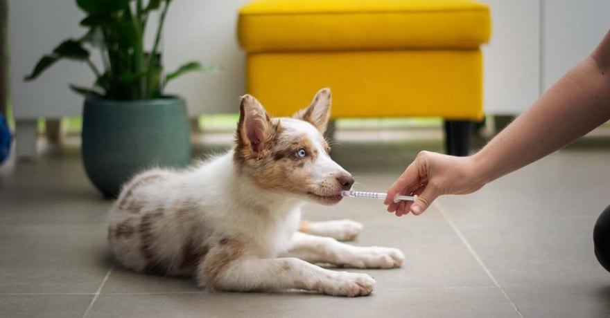Diarrhea in dogs: causes, treatments, and recommendations - 1st Choice Canada