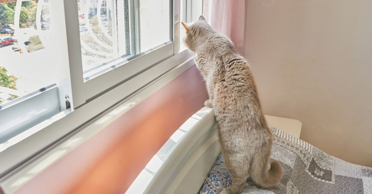 indoor cat on bed looking out window