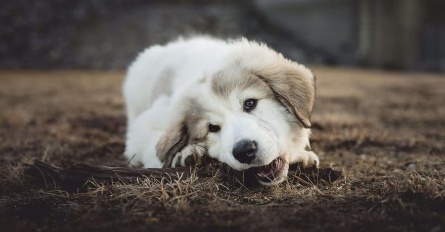 Husky dog chewing on a stick outside 