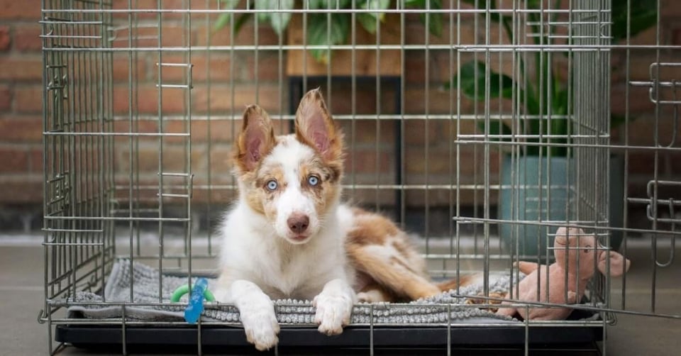 Mixed breed puppy lying in crate for training