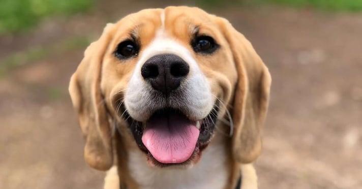Beagle smiling with tongue out 