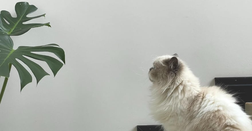 Cat staring at plant inquisitively