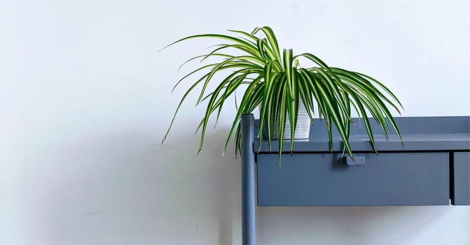 Spider plant in white pot on blue desk
