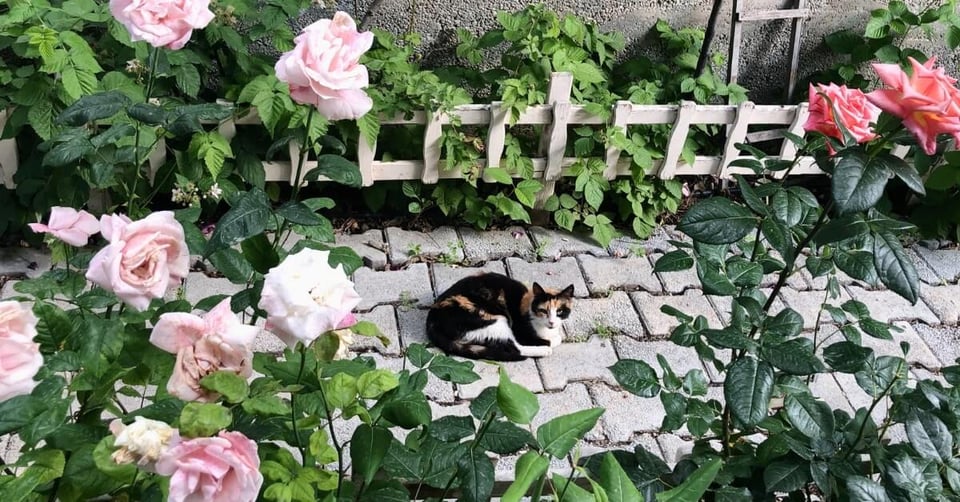 Cat lying on path amongst pink rose bushes