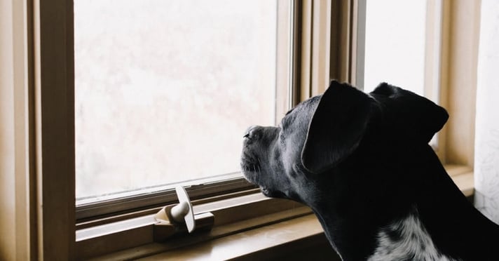 Dog looking out the window for owner