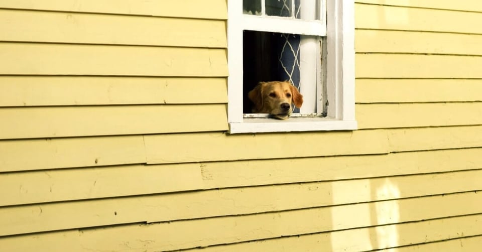 Golden retriever with head out window of yellow house looking for owner
