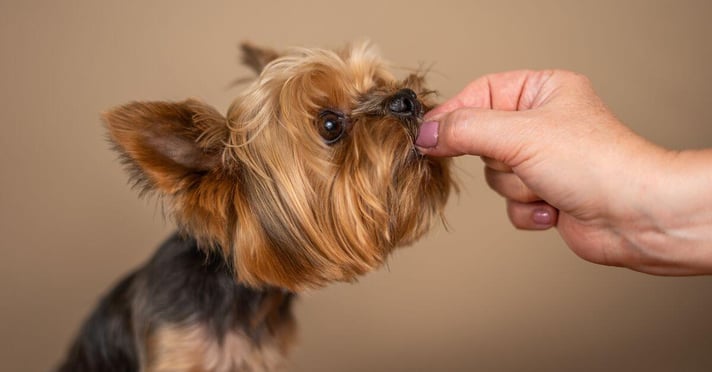 Yorkie dog getting feed natural supplement
