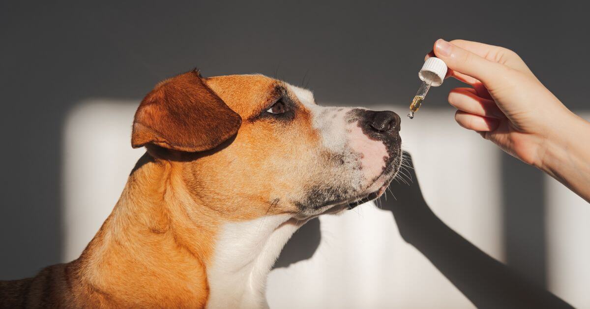 person giving dog fish oil