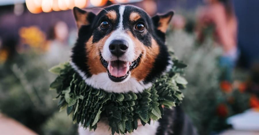 Why Choose Us To Insure Your Pet? | PHI Direct