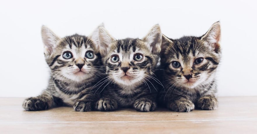 Three brown tabby kittens lying down
