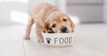 golden retriever puppy eating meal out of its bowl with the word food on it