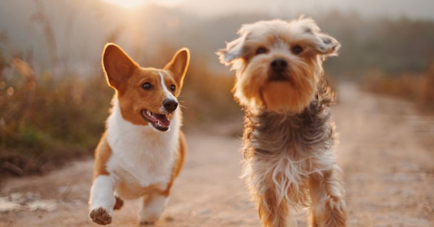 two brown and white dogs running on a dirt road