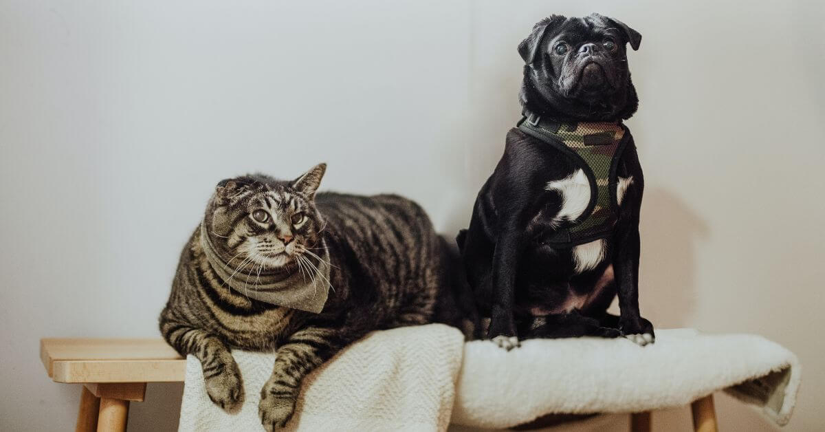 cat and dog sitting on wooden bench