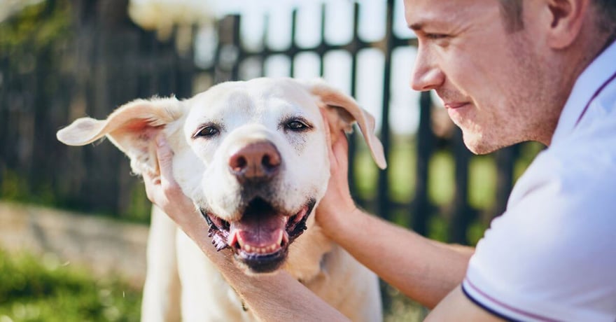 man petting his golden Labrador Retriever 