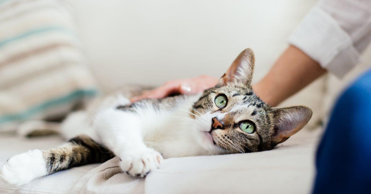 mixed breed cat looking up at owner as they pet them